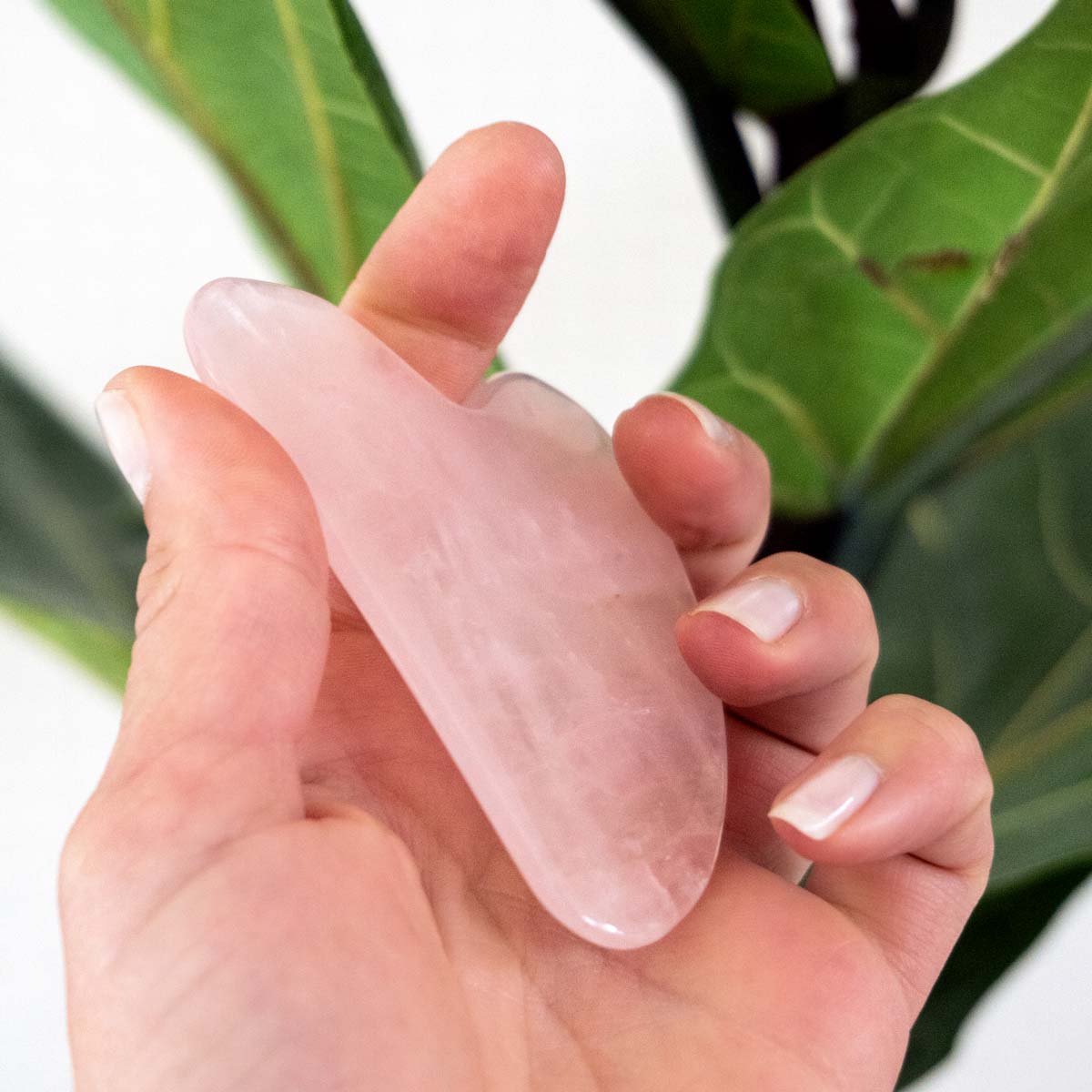 Gua_Sha_Rosenquarz_Pflanzen_Hand